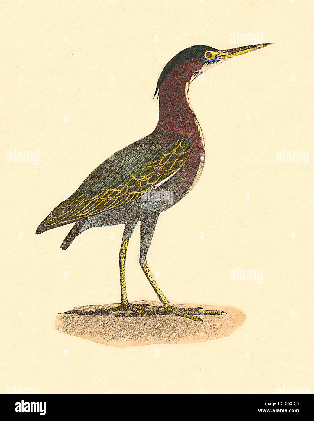 Il Green Heron, o un poke (Ardea virescens, Butorides virescens) vintage litografia bird - James De Kay, Zoologia di New York o la Fauna di NY, Uccelli Foto Stock