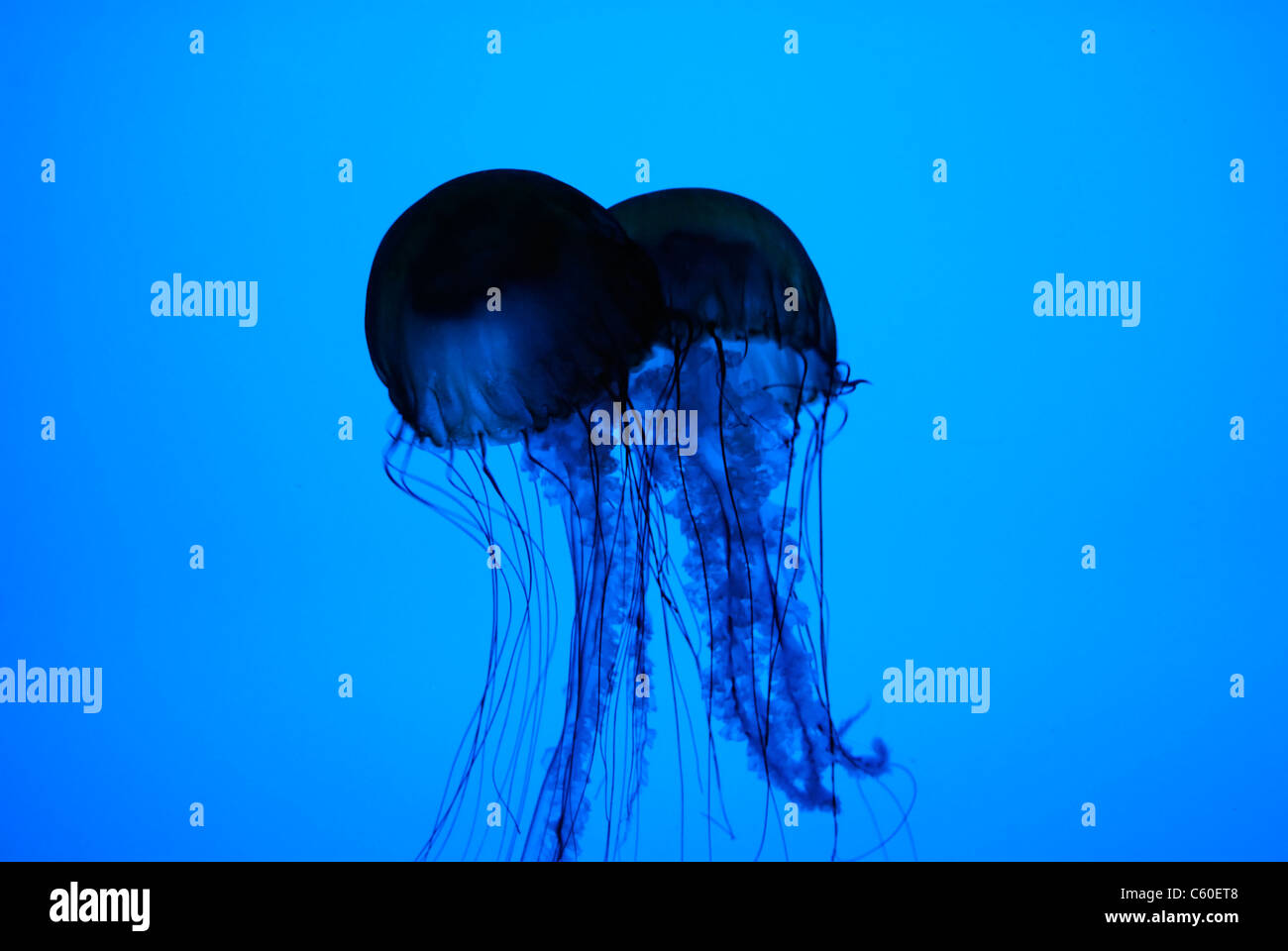 Silhouette di pacifico mare Meduse di ortica in un acquario. Foto Stock