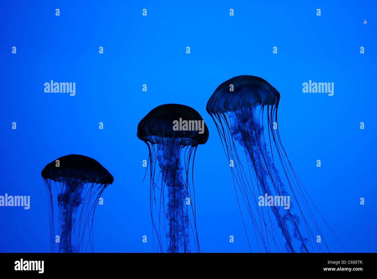 Silhouette di pacifico mare Meduse di ortica in un acquario. Foto Stock