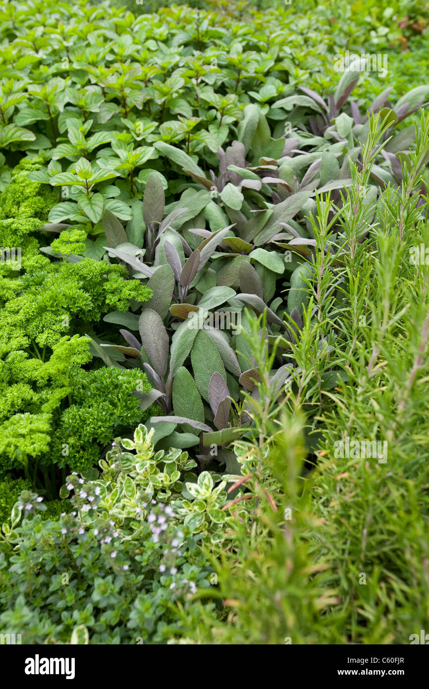 Giardino di erbe aromatiche, England, Regno Unito Foto Stock