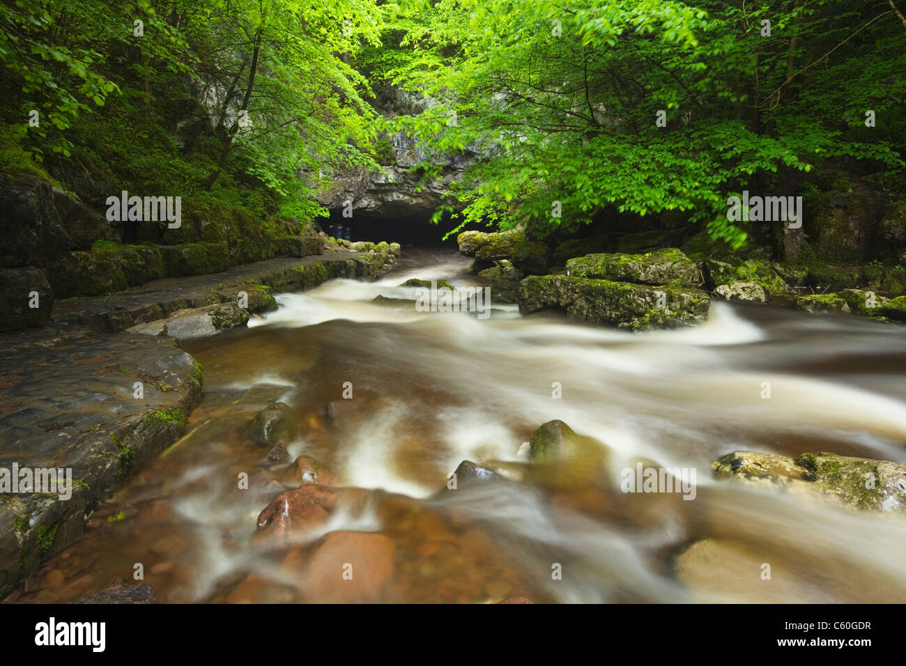 Mellte sul fiume che scorre in Porth yr Ogof grotta vicino Ystradfellte. Parco Nazionale di Brecon Beacons. La contea di Powys. Il Galles. Regno Unito. Foto Stock