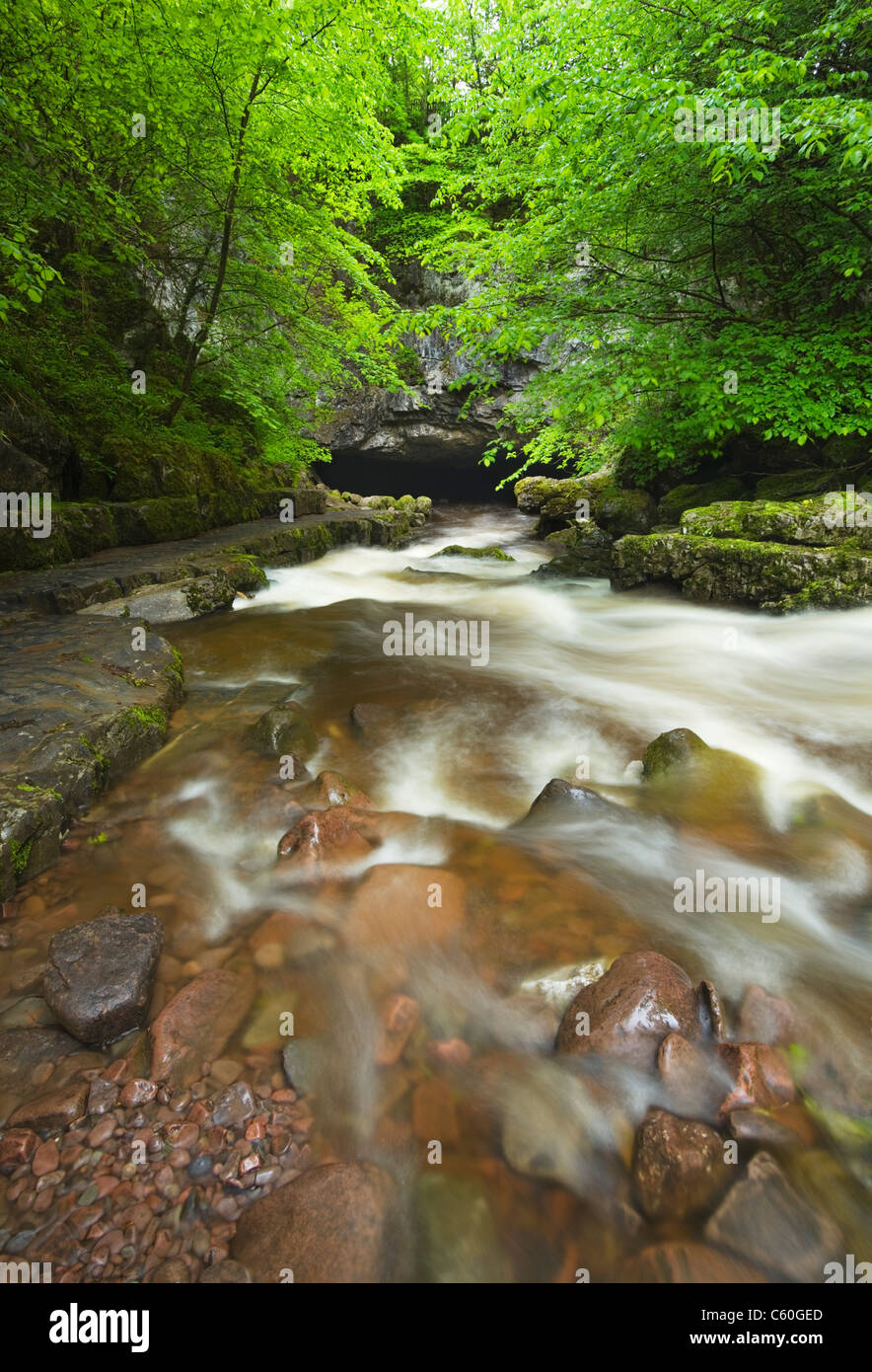 Mellte sul fiume che scorre in Porth yr Ogof grotta vicino Ystradfellte. Parco Nazionale di Brecon Beacons. La contea di Powys. Il Galles. Regno Unito. Foto Stock