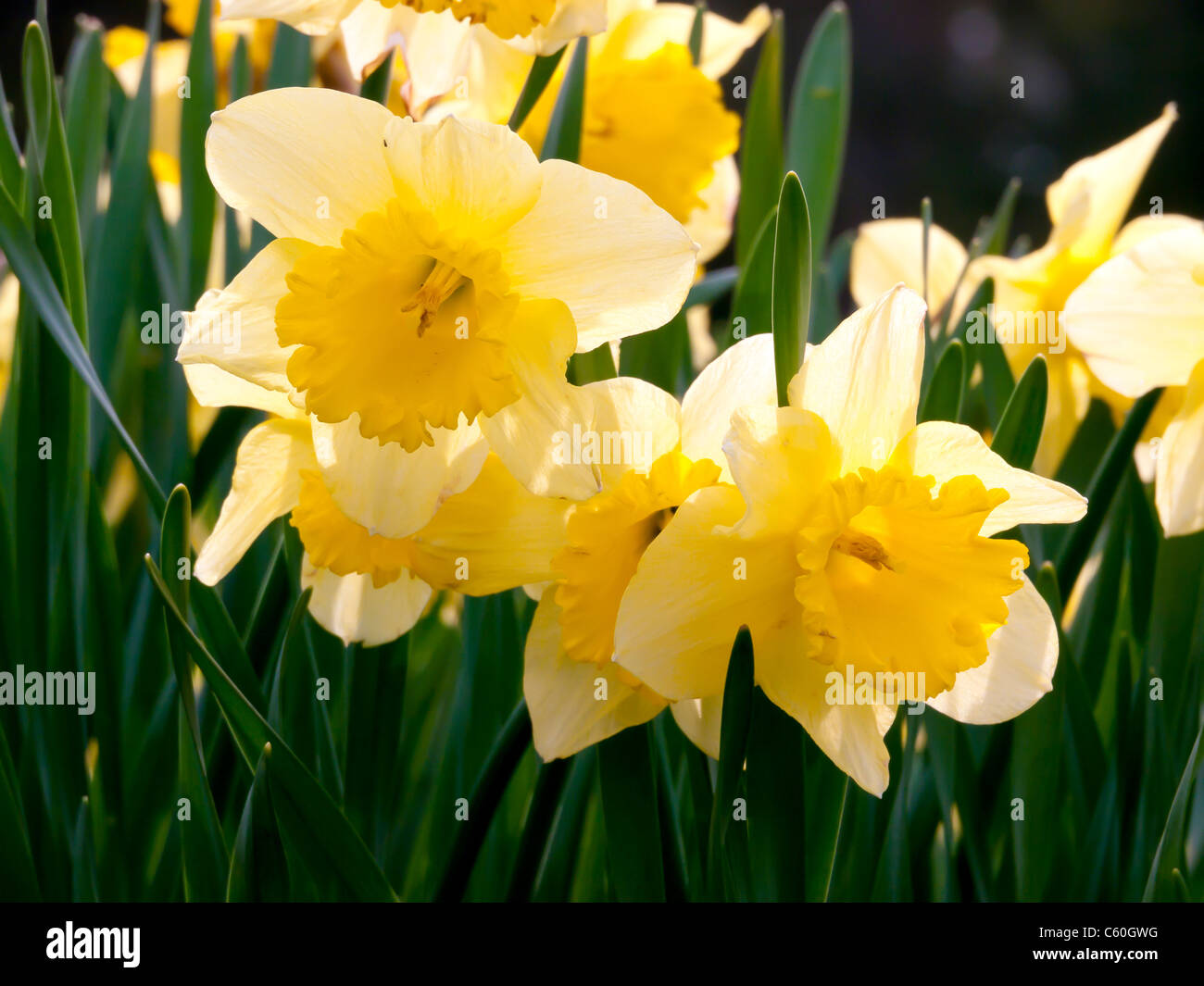 I campi di giallo Giunchiglie in Hughenden Manor giardini e parchi, High Wycombe, Bucks, Regno Unito Foto Stock