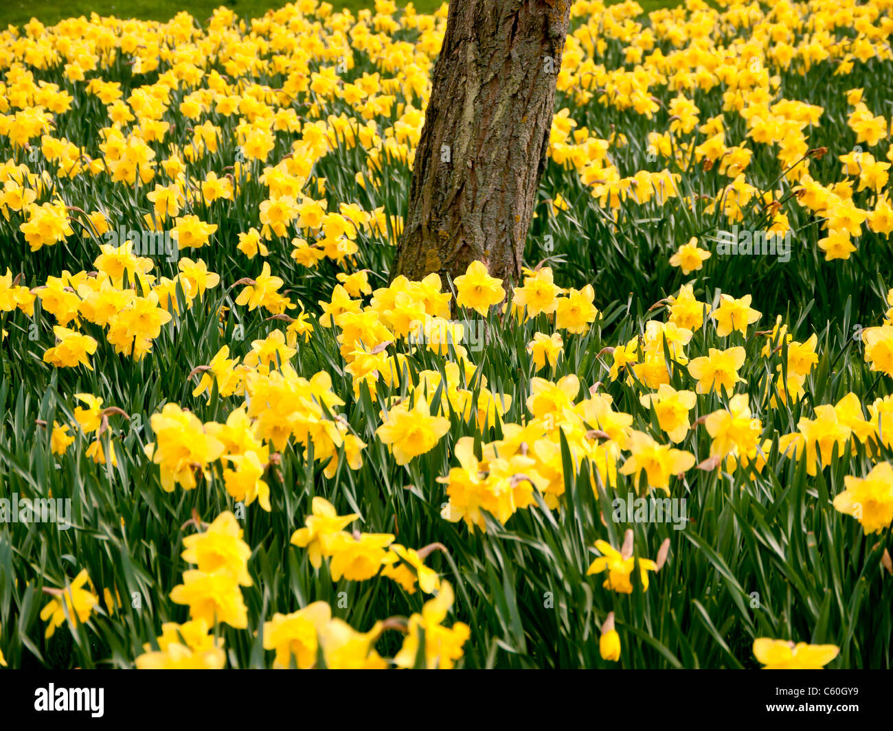 I campi di giallo Giunchiglie in Hughenden Manor giardini e parchi, High Wycombe, Bucks, Regno Unito Foto Stock