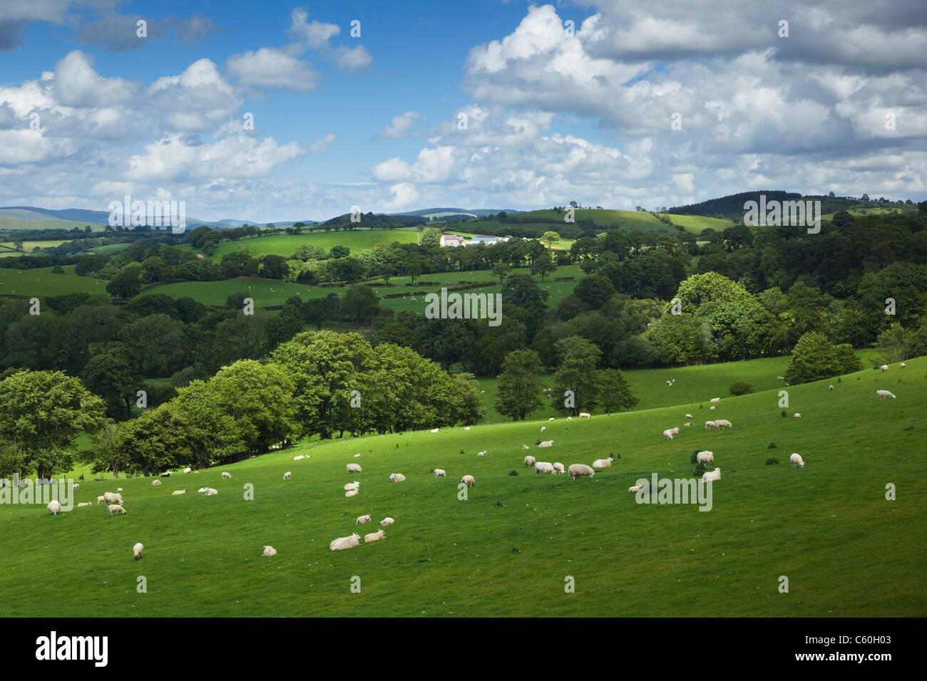 Terreni agricoli vicino al villaggio di Myddfai. Parco Nazionale di Brecon Beacons. Carmarthenshire. Il Galles. Regno Unito. Foto Stock