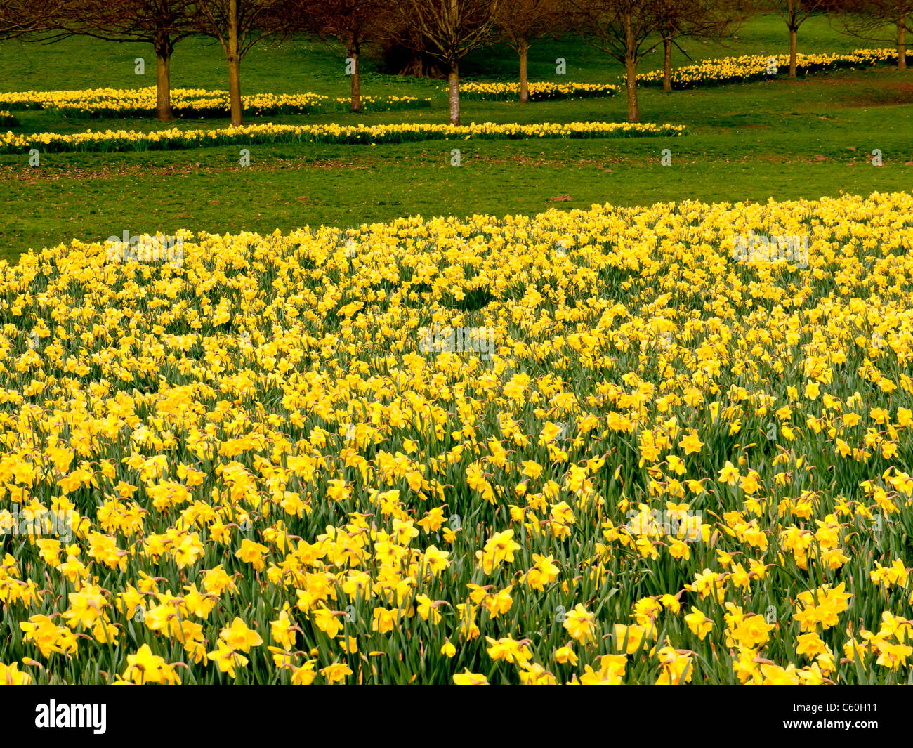I campi di giallo Giunchiglie in Hughenden Manor giardini e parchi, High Wycombe, Bucks, Regno Unito Foto Stock