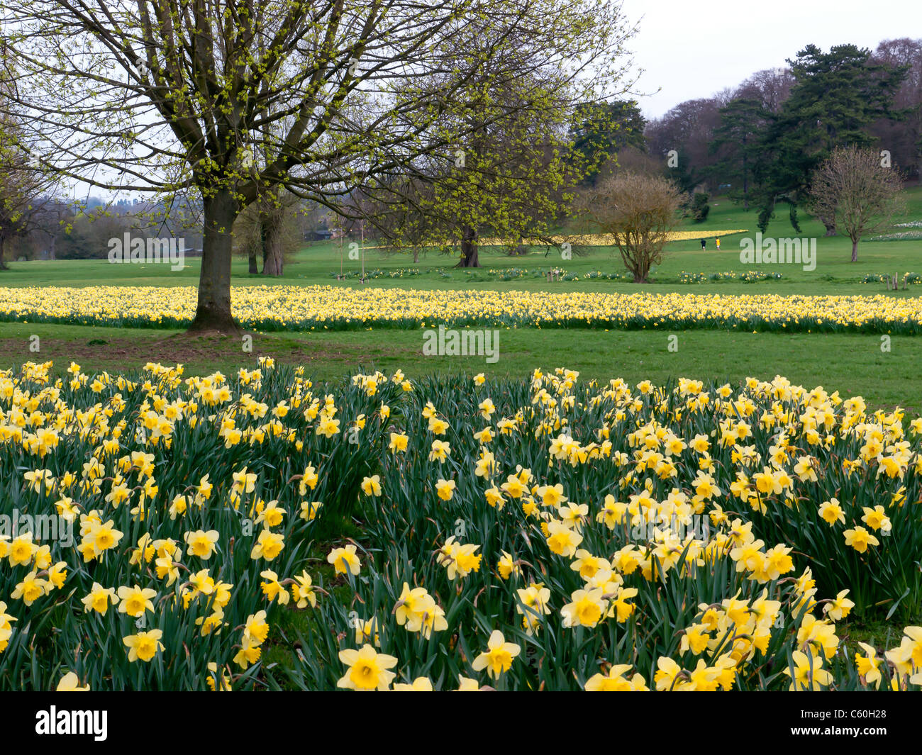 I campi di giallo Giunchiglie in Hughenden Manor giardini e parchi, High Wycombe, Bucks, Regno Unito Foto Stock