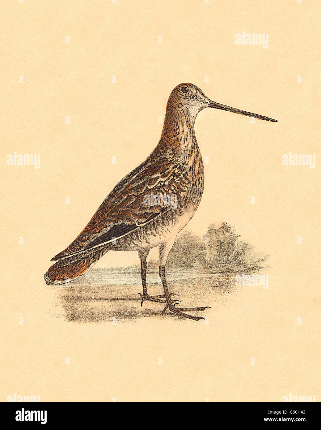 La American Snipe, Wilson's beccaccino (Scolopax wilsoni, Gallinago delicata) vintage litografia bird - James De Kay, Zoologia di New York, la fauna, gli uccelli Foto Stock