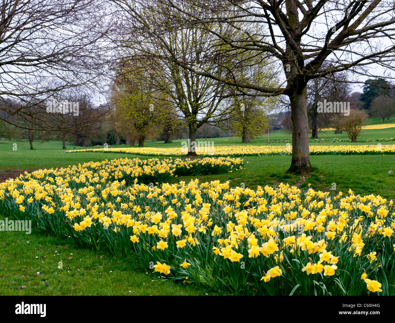 I campi di giallo Giunchiglie in Hughenden Manor giardini e parchi, High Wycombe, Bucks, Regno Unito Foto Stock