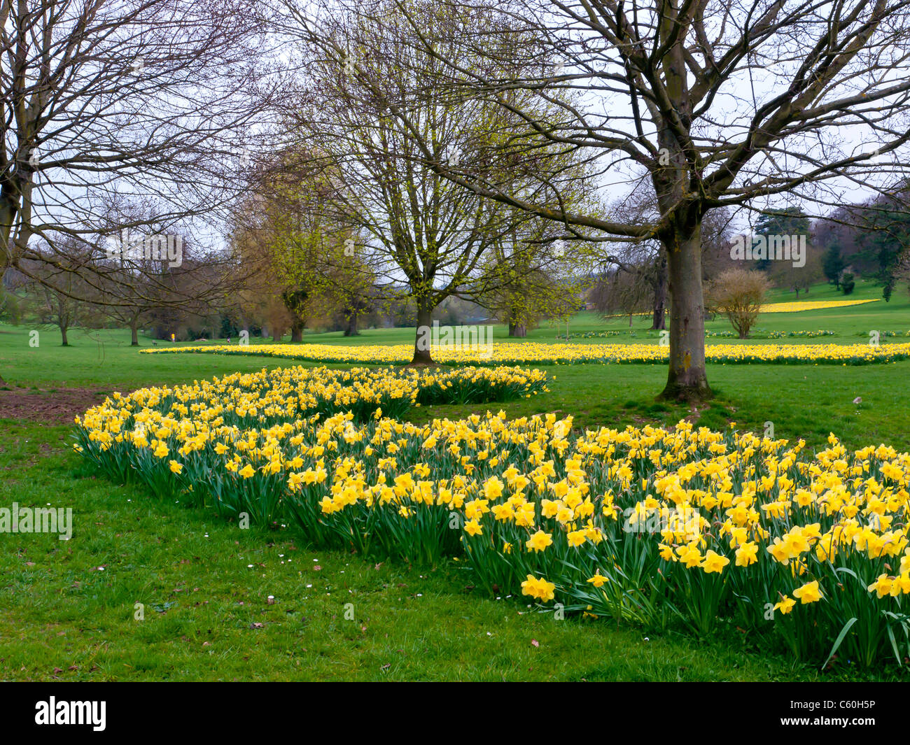 I campi di giallo Giunchiglie in Hughenden Manor giardini e parchi, High Wycombe, Bucks, Regno Unito Foto Stock