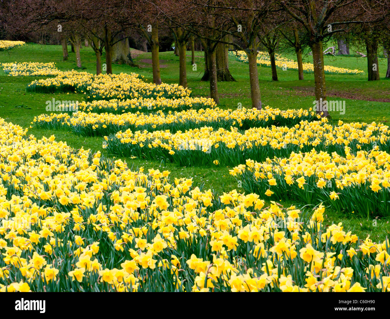 I campi di giallo Giunchiglie in Hughenden Manor giardini e parchi, High Wycombe, Bucks, Regno Unito Foto Stock