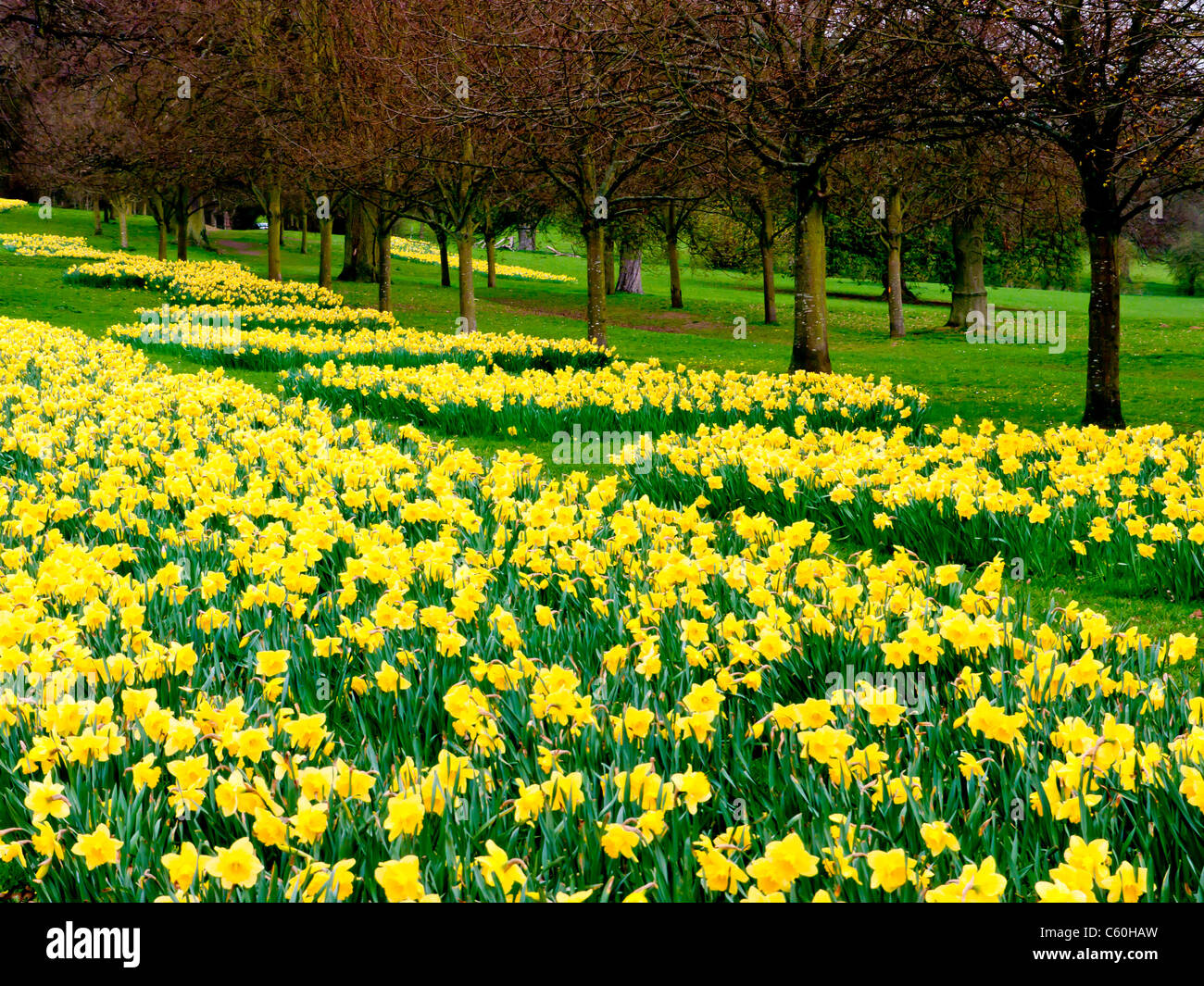 I campi di giallo Giunchiglie in Hughenden Manor giardini e parchi, High Wycombe, Bucks, Regno Unito Foto Stock