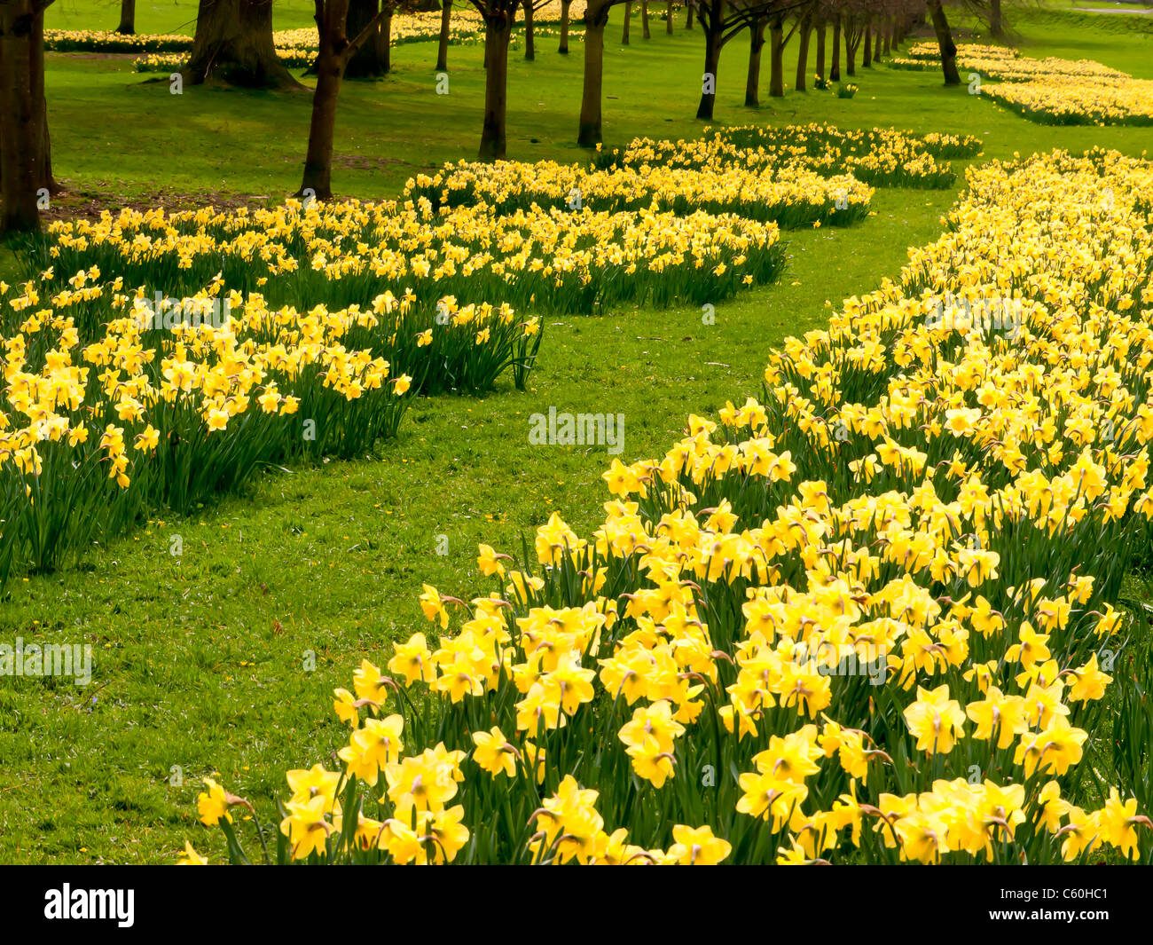 I campi di giallo Giunchiglie in Hughenden Manor giardini e parchi, High Wycombe, Bucks, Regno Unito Foto Stock