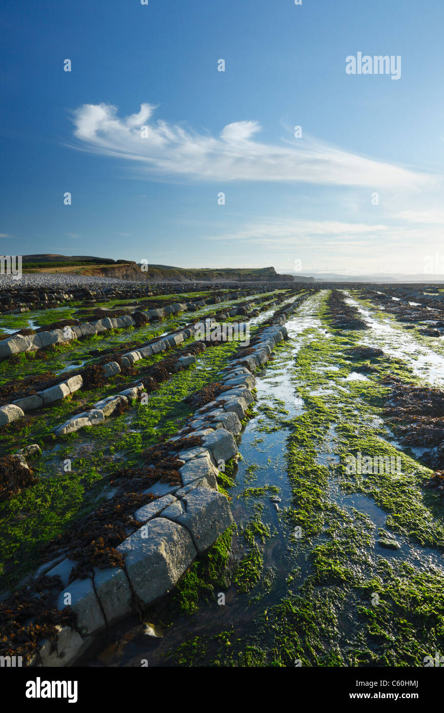 Creste calcaree a Kilve Beach in Quantocks. Somerset. In Inghilterra. Regno Unito. Foto Stock