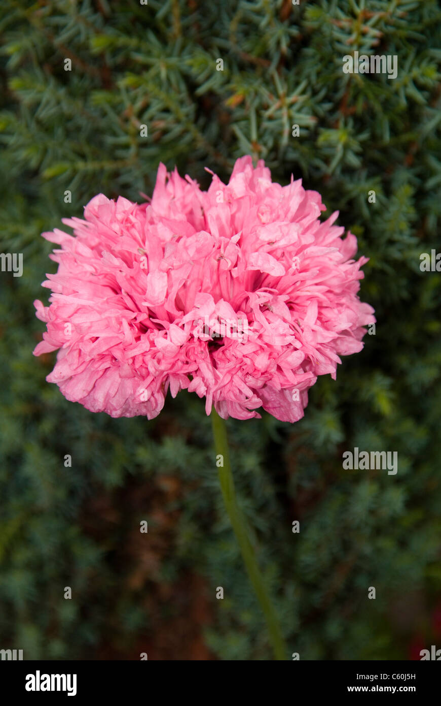 Doppia Peonia Rosa il papavero Foto Stock
