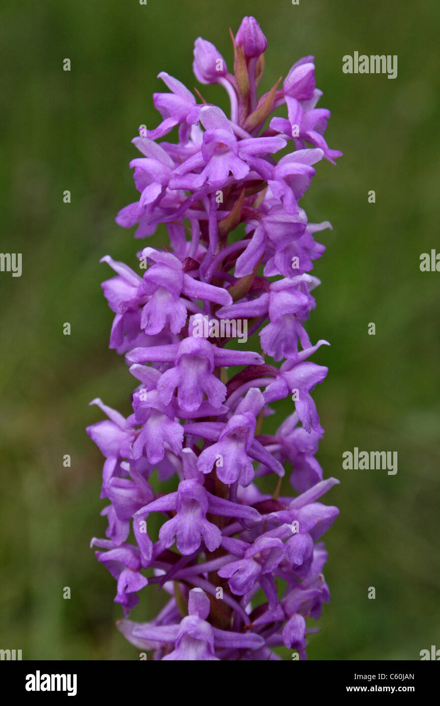 Orchidea profumata Gymnadenia conopsea, Cumbria, Regno Unito Foto Stock