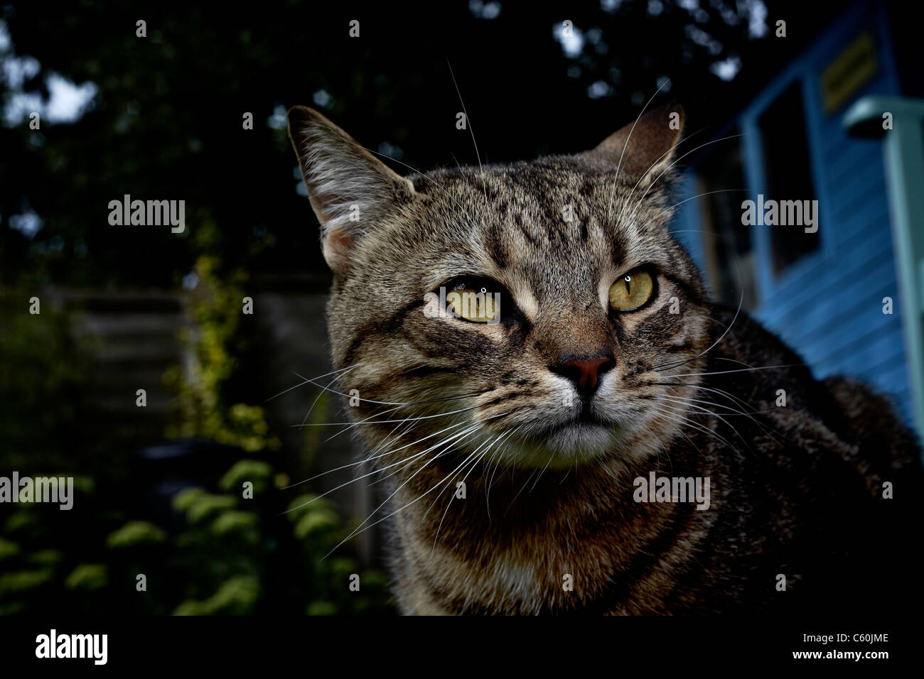 Un gatto avente una passeggiata intorno a un giardino sul retro Foto Stock