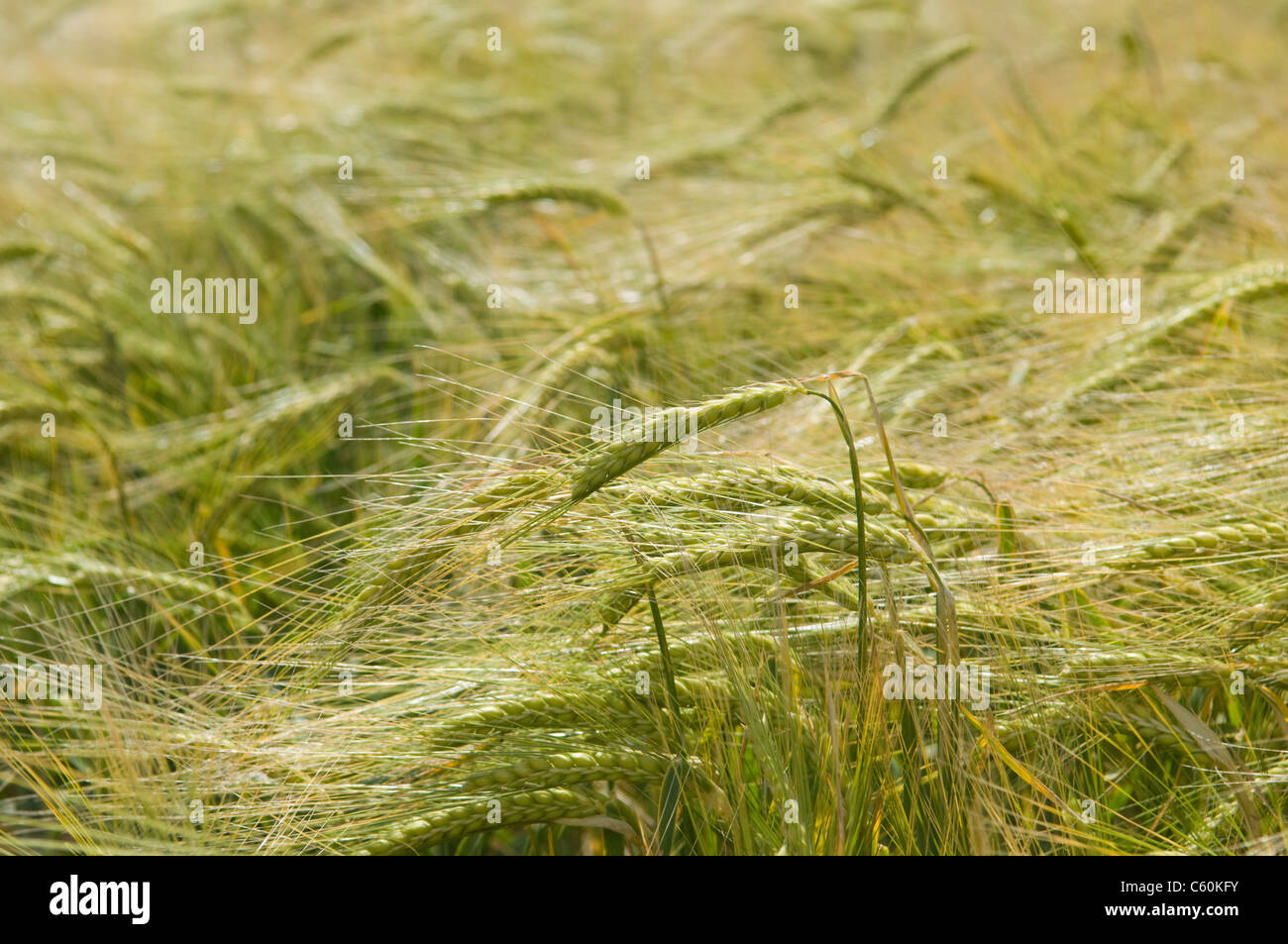 Close up di steli di grano in un campo Foto Stock