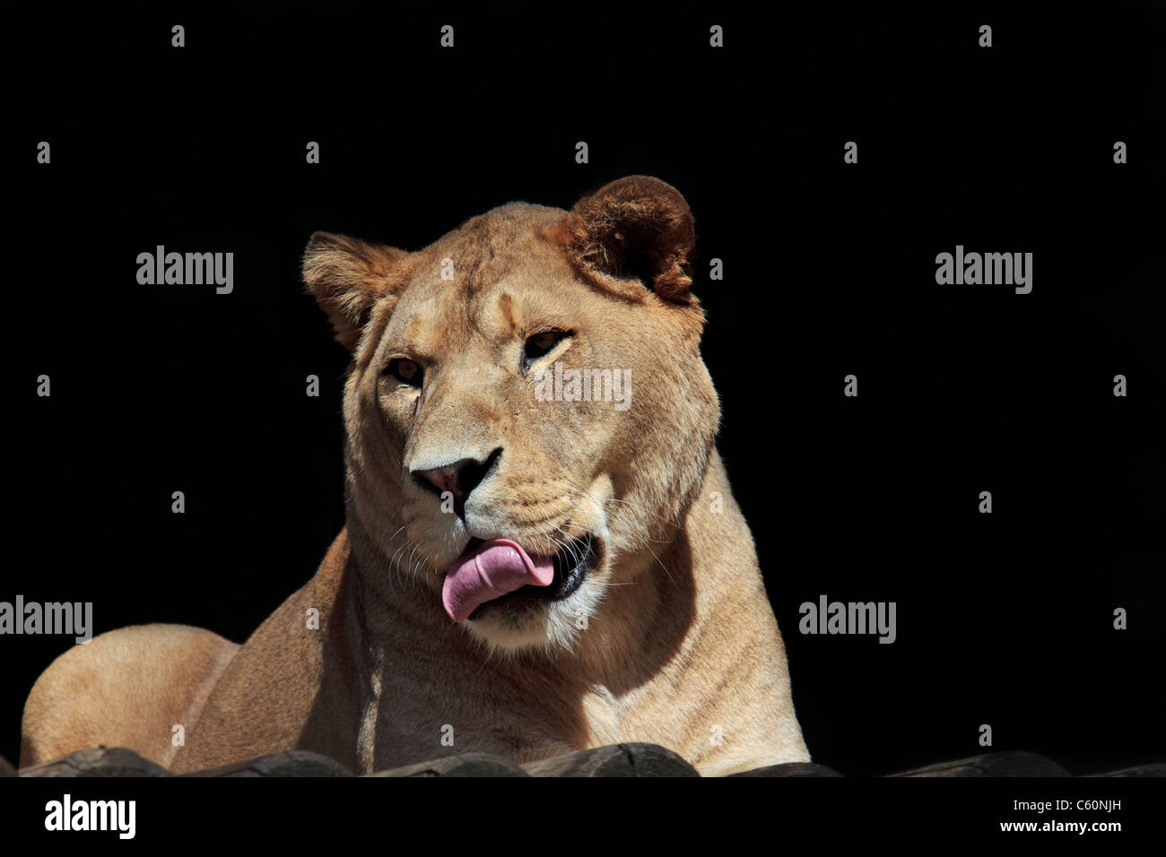 La Barberia o Atlas Lion è la più grande sottospecie di Lion. Un maschio può essere di oltre 3 metri di lunghezza e pesare più di 250 kg. Foto Stock