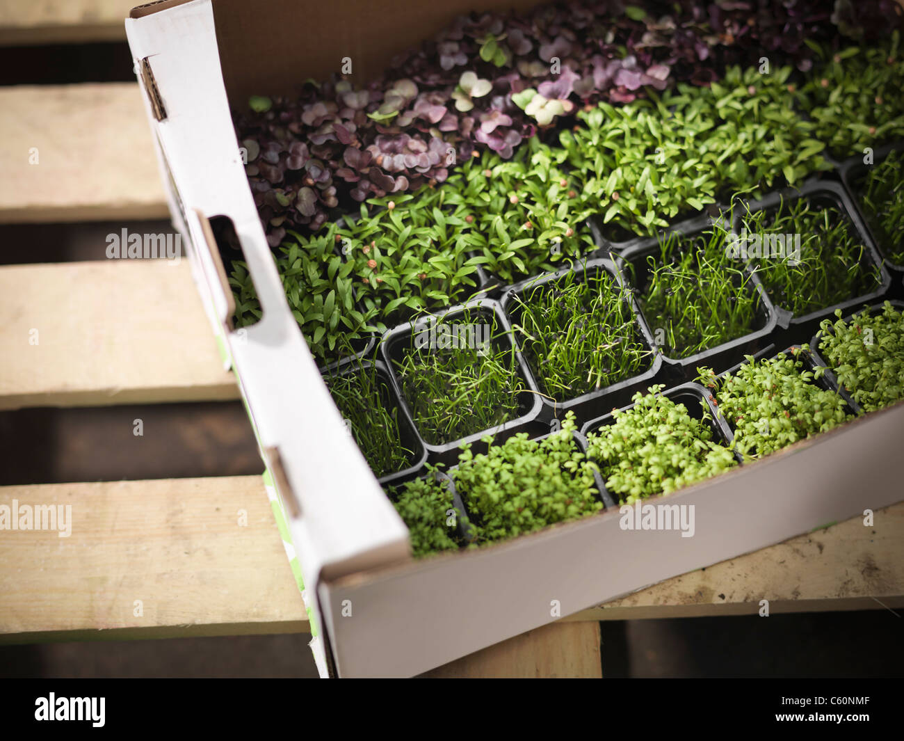 Chiusura del box di vasi di erbe aromatiche Foto Stock