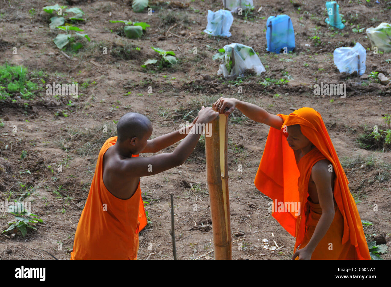 Due giovani buddisti bonzes lavorando in un orto il taglio di legno a Luang Prabang, Laos Asia Foto Stock