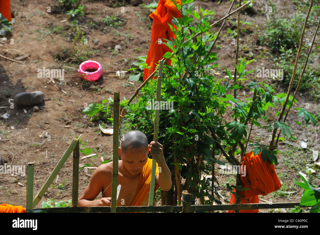 Un giovane buddista bronzetto lavorando in un orto il taglio di legno facendo una siepe a Luang Prabang, Laos Asia Foto Stock