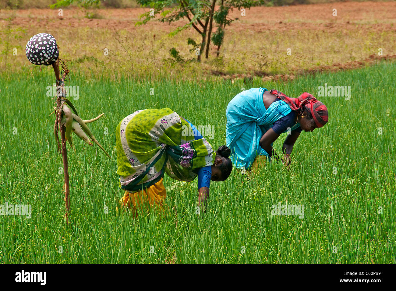Due donne che lavorano nel campo Dindigul Tamil Nadu India del Sud Foto Stock