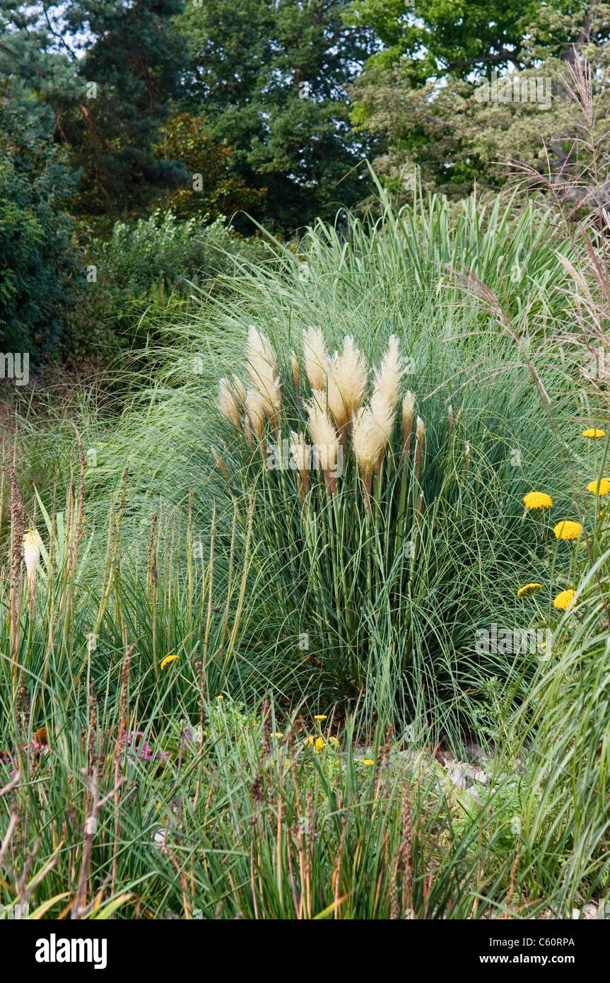 CORTADERIA SELLOANA PUMILA Foto Stock