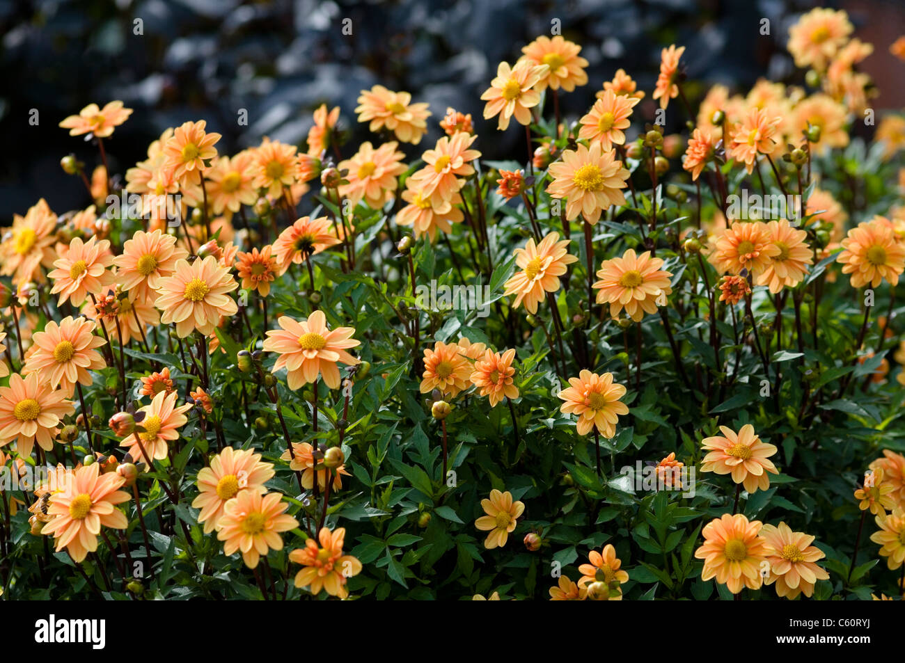 DAHLIA Petite Messe Foto Stock