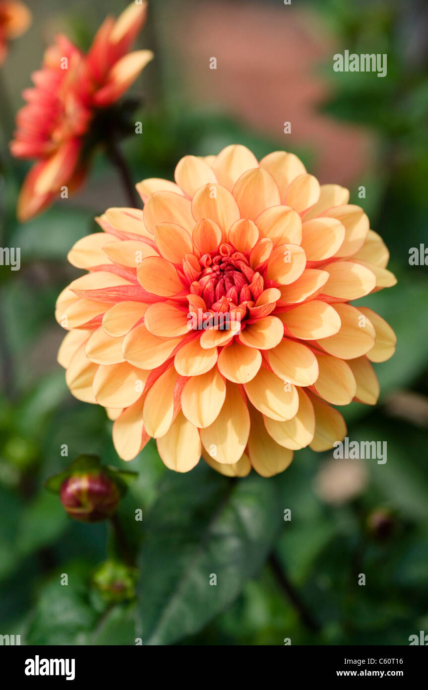 Conquista spagnola immagini e fotografie stock ad alta risoluzione Alamy