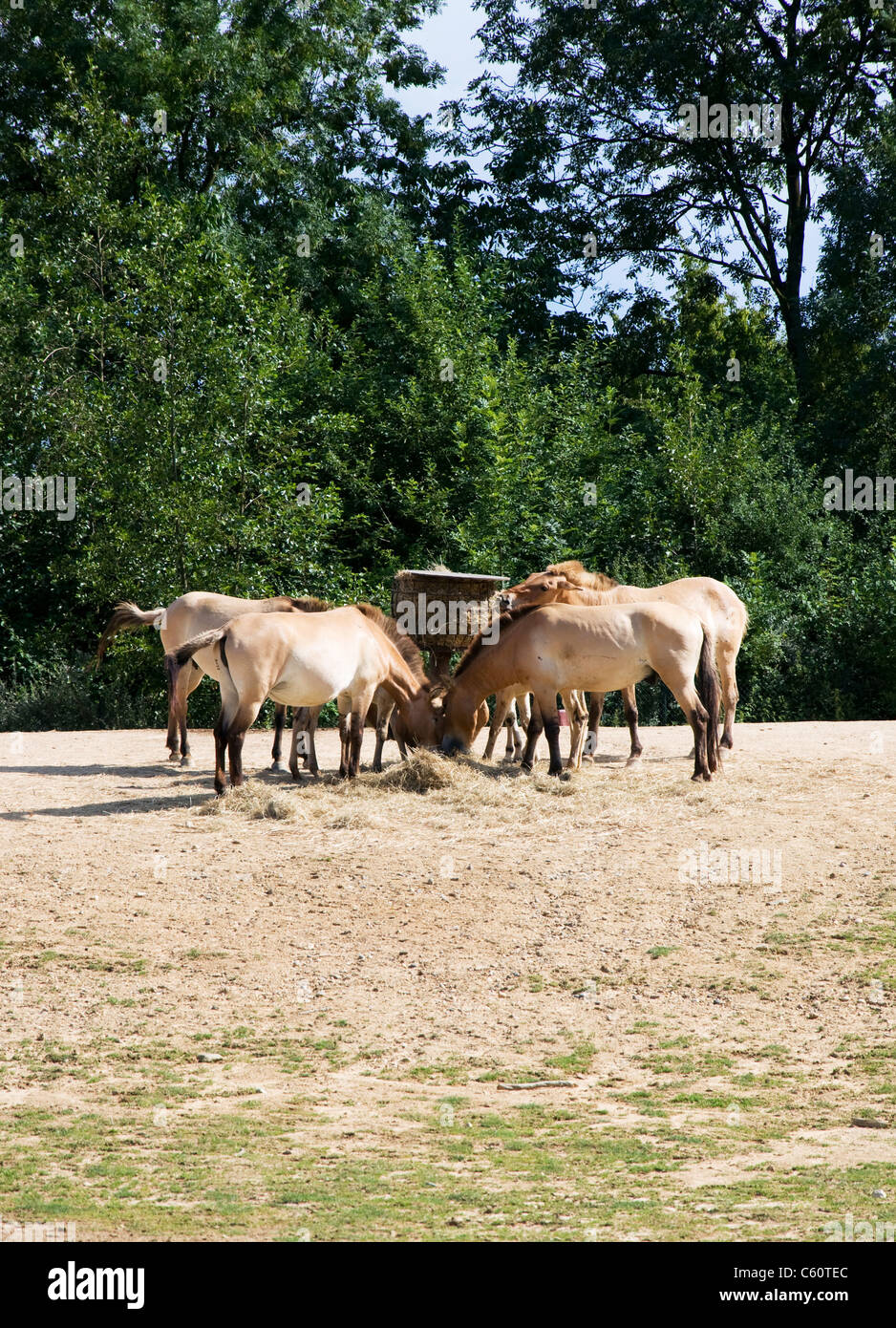 Gruppo di Przewalski i cavalli di alimentazione Foto Stock