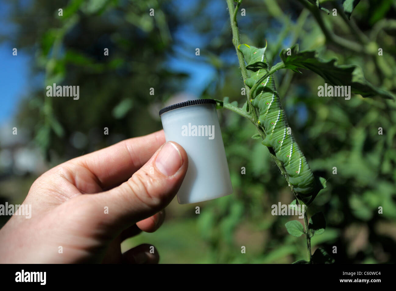 Scala di pellicola di confronto: grande tabacco caterpillar hornworm aggrappati a stelo (4 in/10.5cm); diagonale contrassegni laterali, rosso corno di coda. Foto Stock