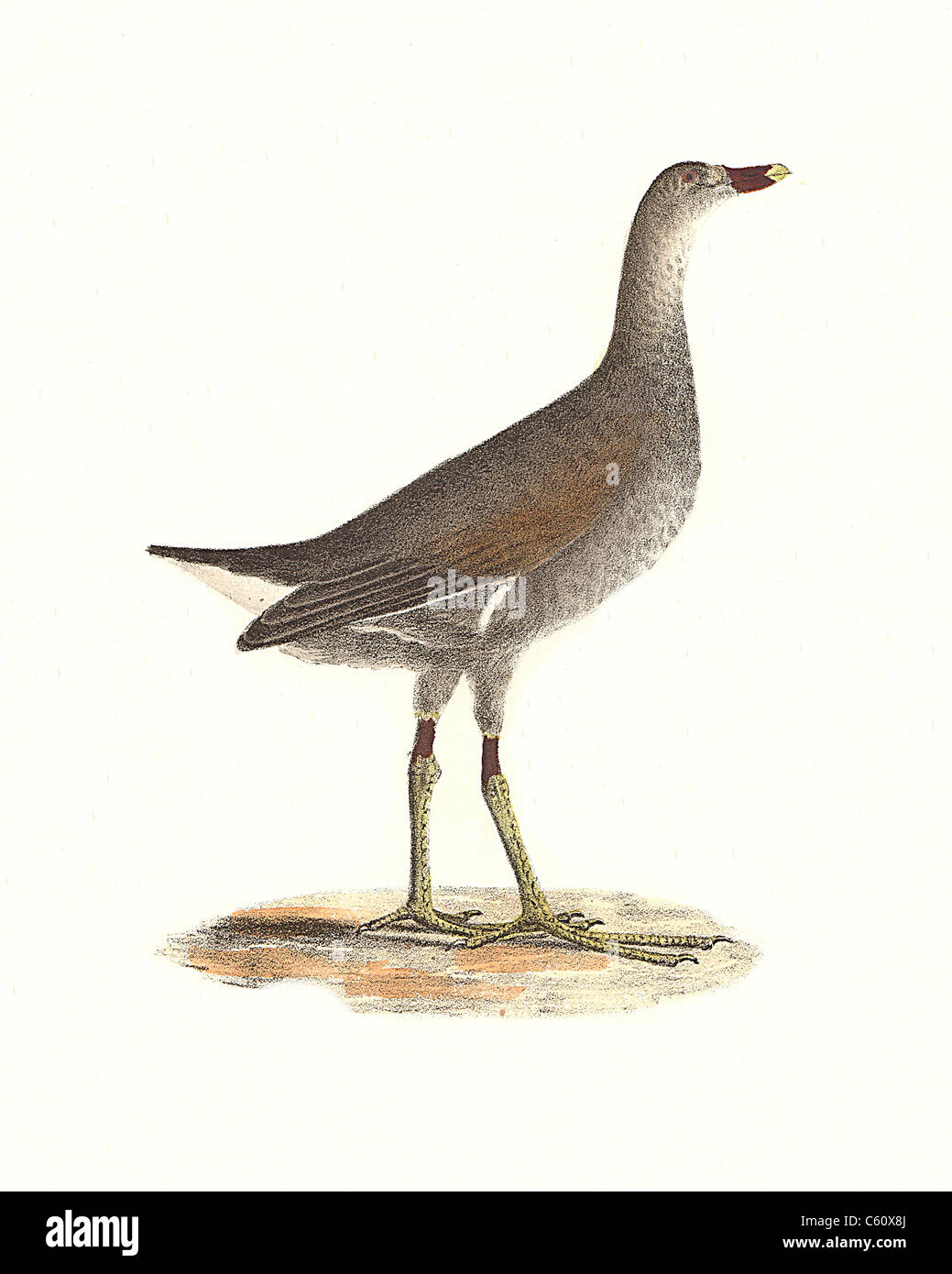 Il Florida pollo sultano, Moorhen comune, rampa (Gallinula galeata, Gallinula chloropus) vintage litografia di uccelli - De Kay Uccelli di NY Foto Stock