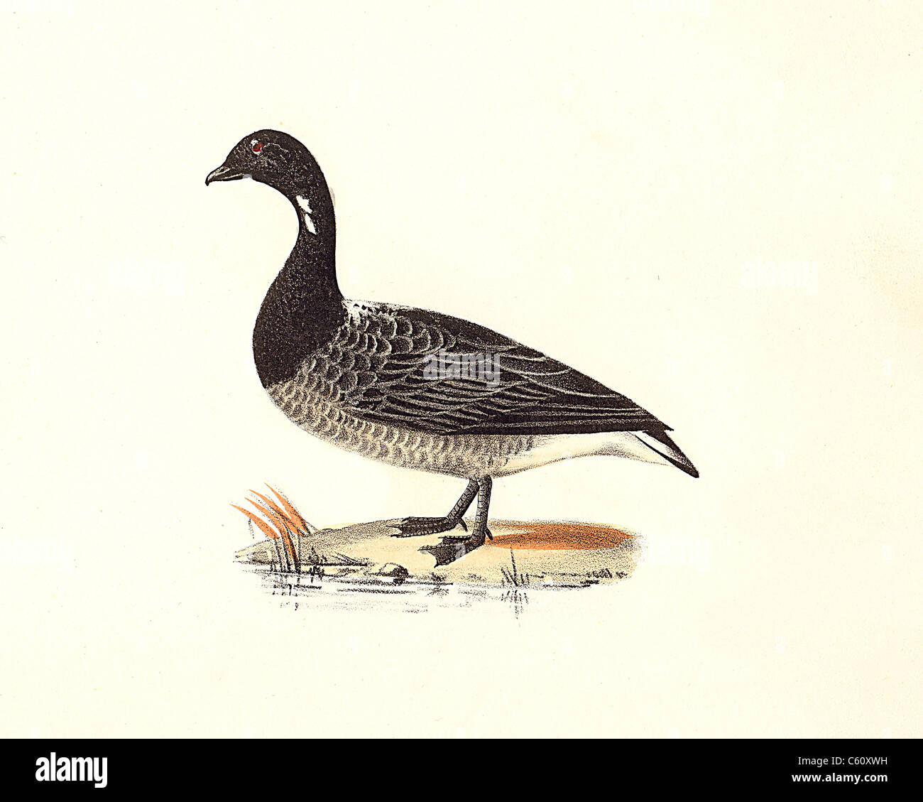 Il Brant o Brent Goose (Anser bernicla, Branta bernicla) vintage litografia bird - James De Kay, Zoologia di New York, New York Fauna, parte II, Uccelli Foto Stock