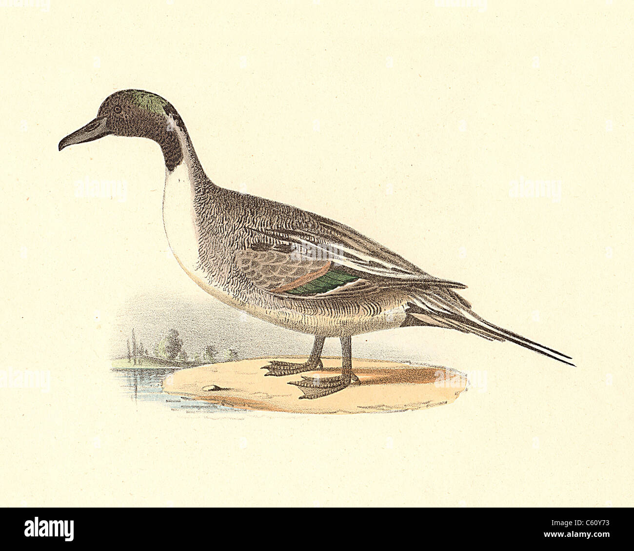 Il Pintail Duck o Northern Pintail (Anas acuta) vintage litografia bird - James De Kay, Zoologia di New York o il New York Fauna, parte II, Uccelli Foto Stock
