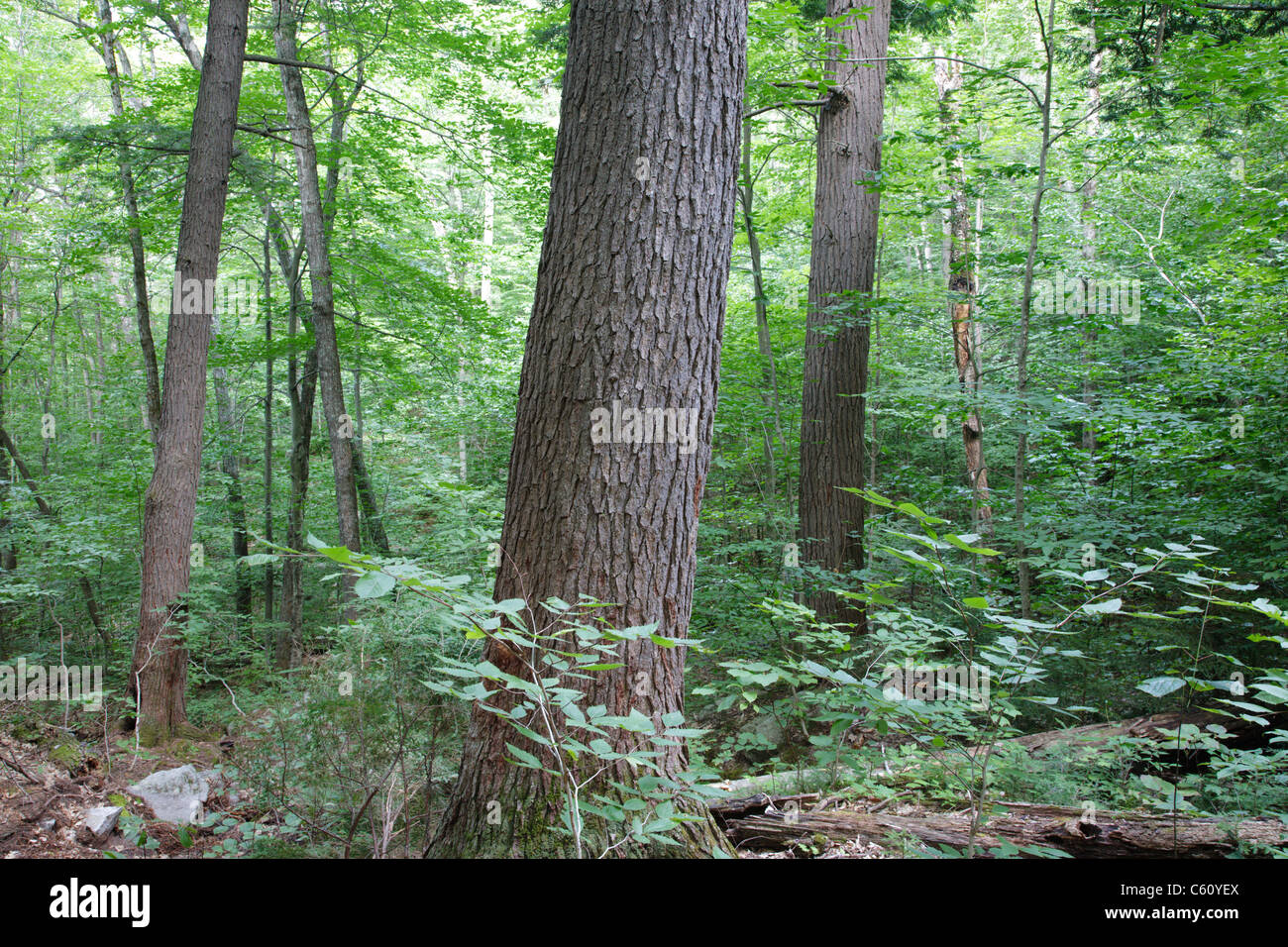 La cicuta - abete rosso - nord del bosco di latifoglie, durante i mesi estivi nella zona di Deer Brook drenaggio di Albany, NH Foto Stock