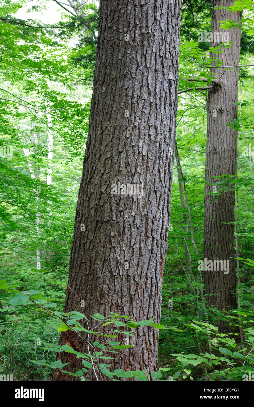 La cicuta - abete rosso - nord del bosco di latifoglie, durante i mesi estivi nella zona di Deer Brook drenaggio di Albany, NH Foto Stock