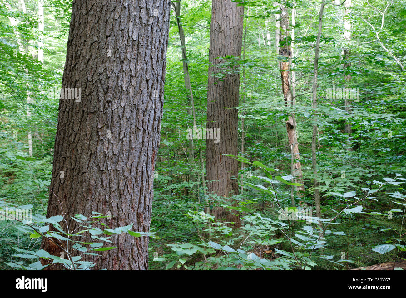 La cicuta - abete rosso - nord del bosco di latifoglie, durante i mesi estivi nella zona di Deer Brook drenaggio di Albany, NH Foto Stock