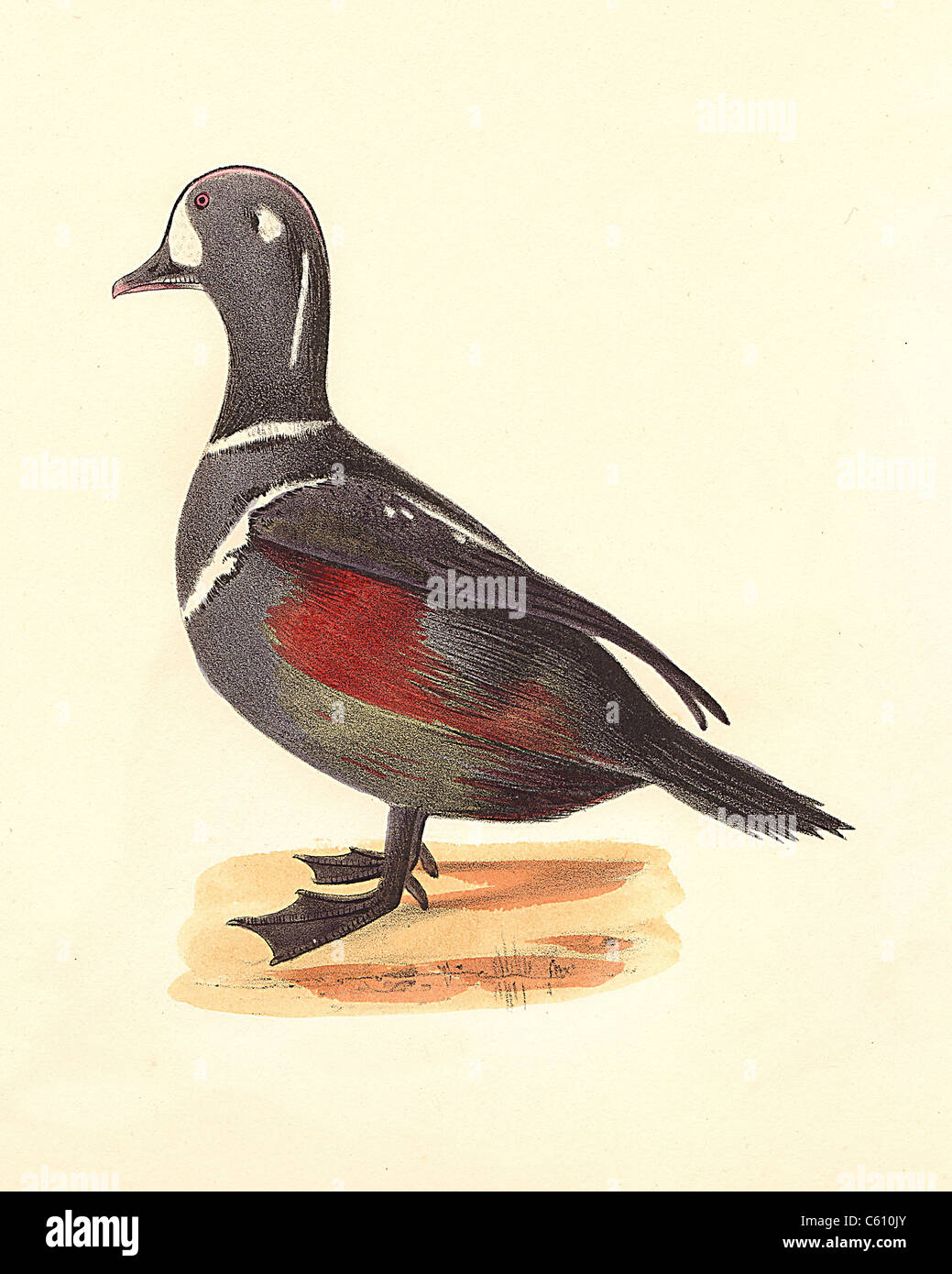 La Harlequin Duck (matura) (Fuligula histrionica o Histrionicus histrionicus) vintage litografia bird - James De Kay, Zoologia di New York, Uccelli Foto Stock