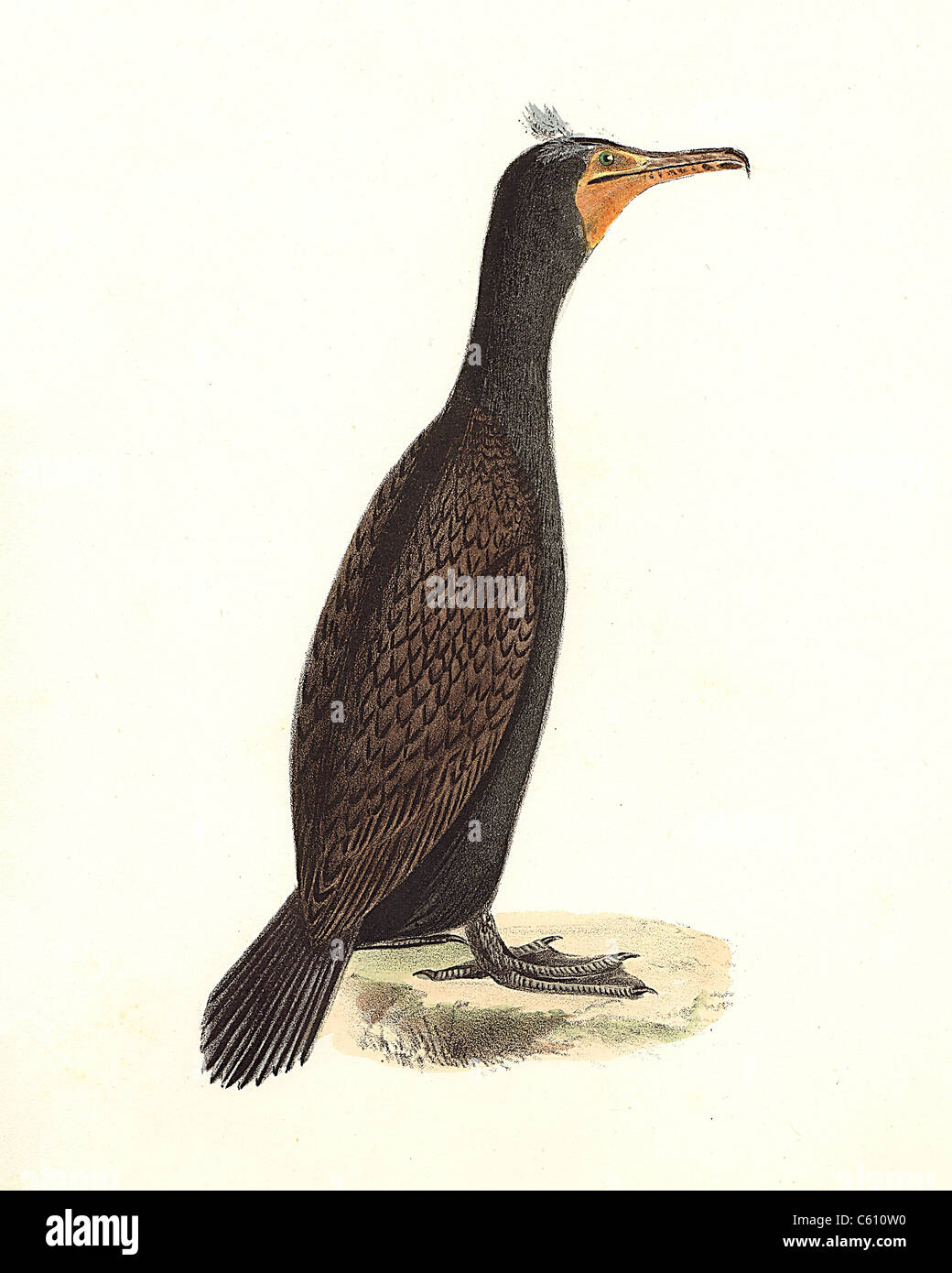 Il doppio di cormorani crestato (Phalacracorax dilophus, Phalacrocorax auritus) vintage litografia bird - James De Kay, Zoologia di New York, la fauna, gli uccelli Foto Stock