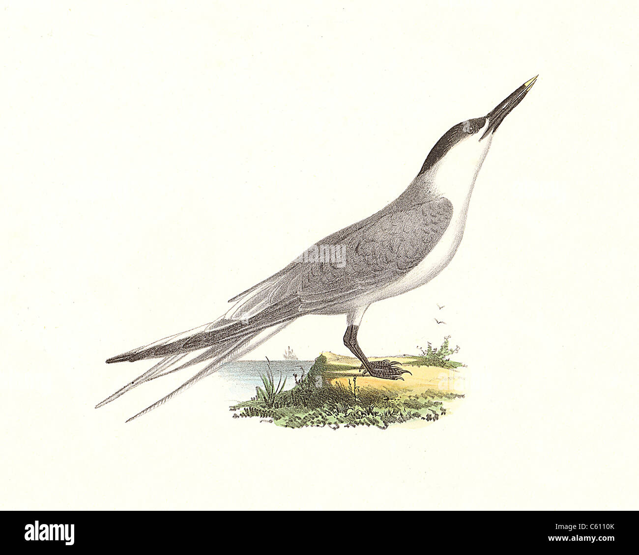 Il sandwich Tern (sterna cantiaca, Thalasseus sandvicensis) vintage litografia bird - James De Kay, Zoologia di New York o la Fauna New-York, Uccelli Foto Stock