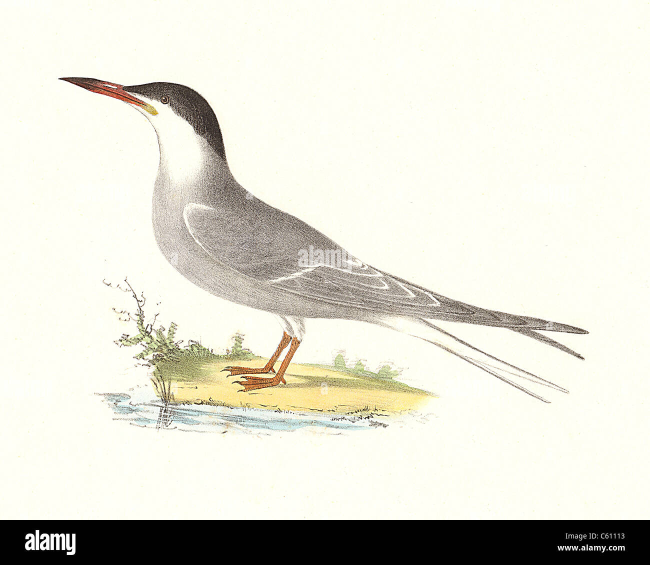 Il Comune Tern (Sterna hirundo) vintage litografia bird - James De Kay, Zoologia di New York o il New York Fauna, parte II, Uccelli Foto Stock
