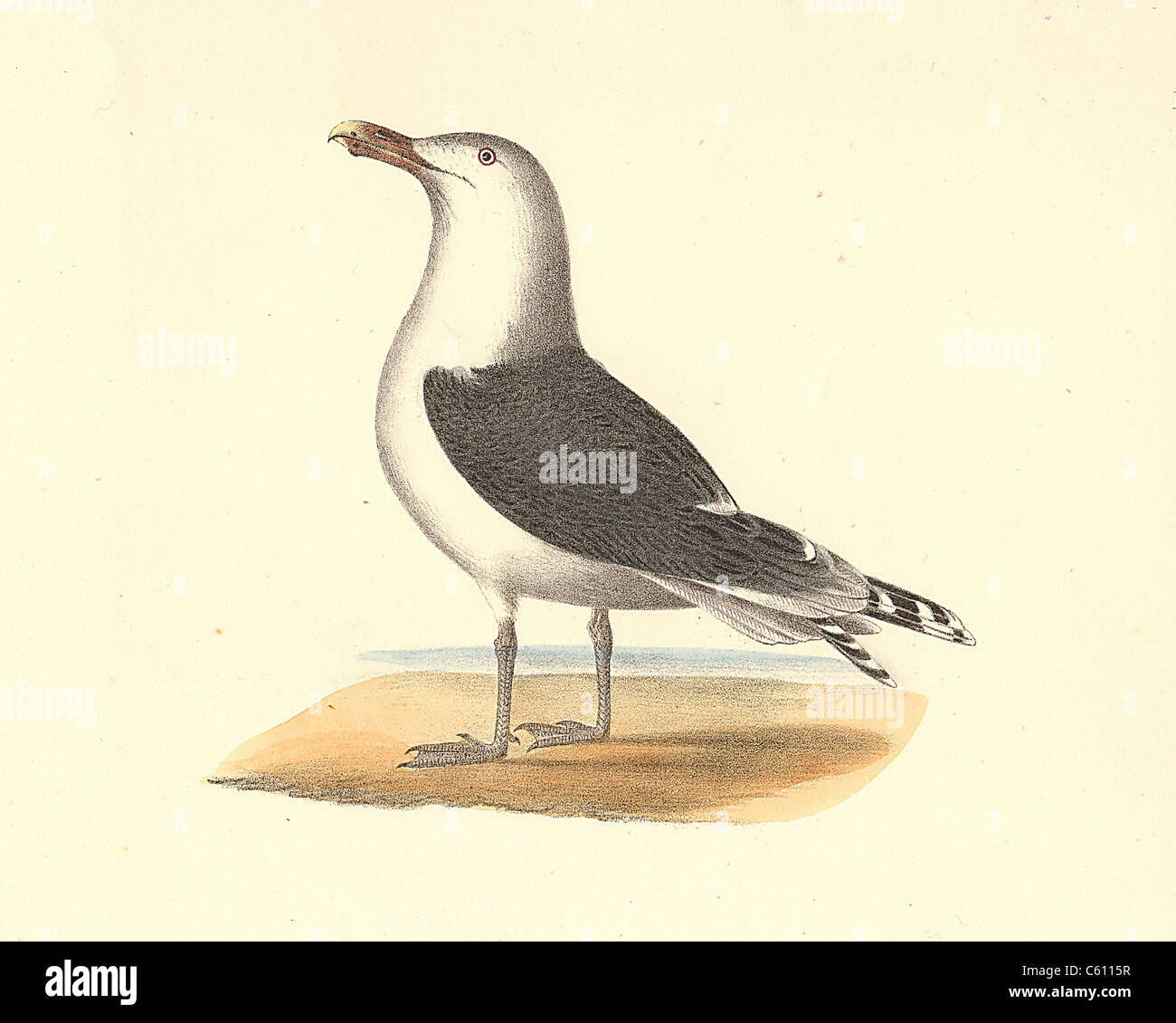 Il grande nero-backed Gull (Larus marinus) vintage litografia bird - James De Kay, Zoologia di New York o il New York Fauna, parte II, Uccelli Foto Stock