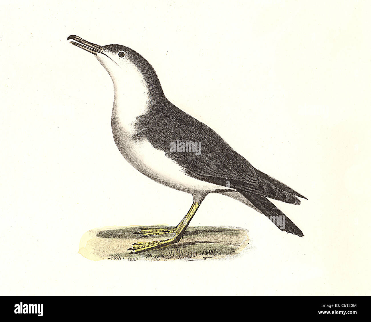 Il piccolo Shearwater (Puffinus cinereus, Puffinus assimilis) vintage litografia bird - James De Kay, Zoologia di New York o la Fauna New-York, Pa Foto Stock