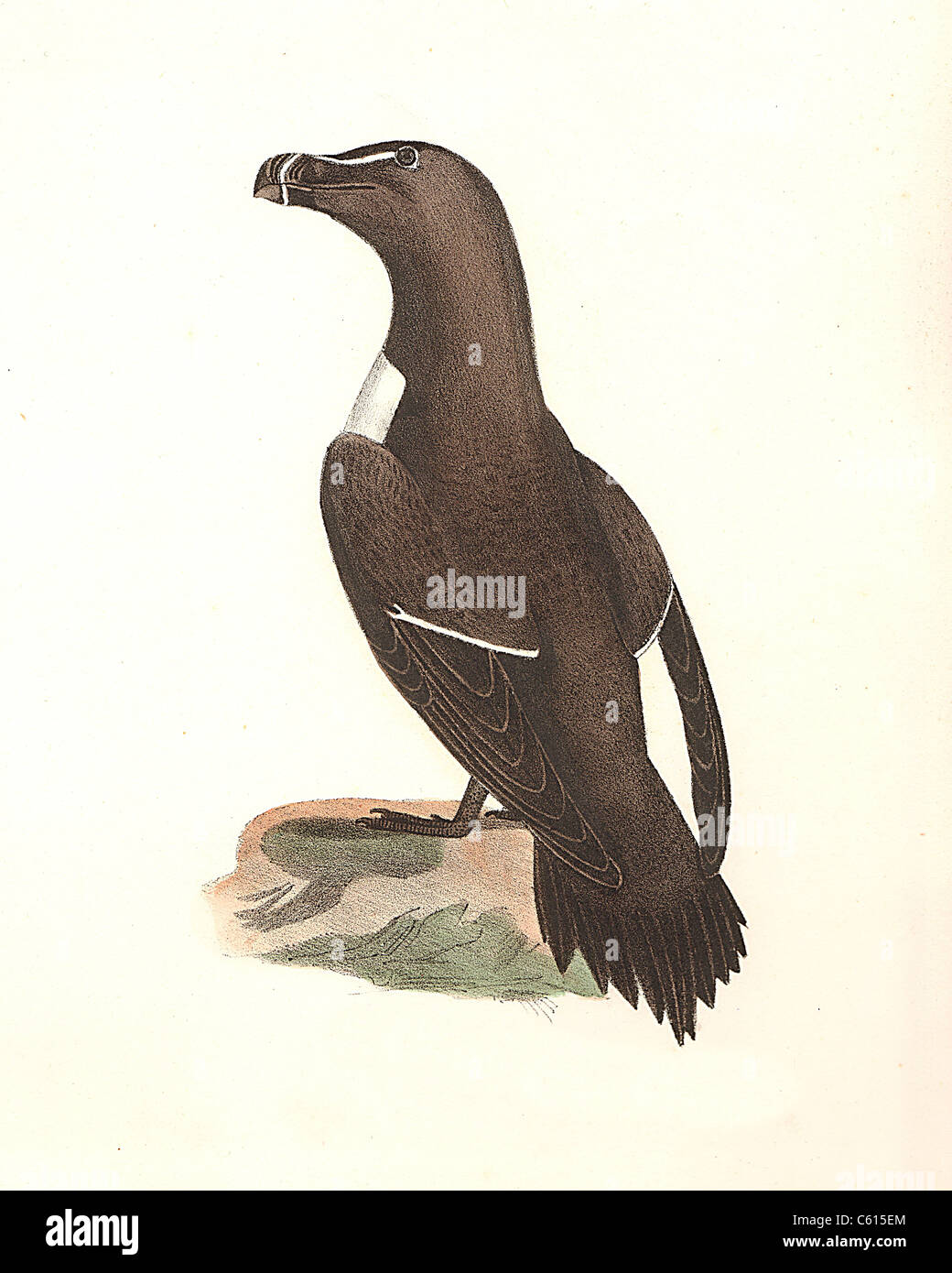 Il Razorbill, Minor Auk (Alca torda) vintage litografia bird - James De Kay, Zoologia di New York o il New York Fauna, parte II, Uccelli Foto Stock