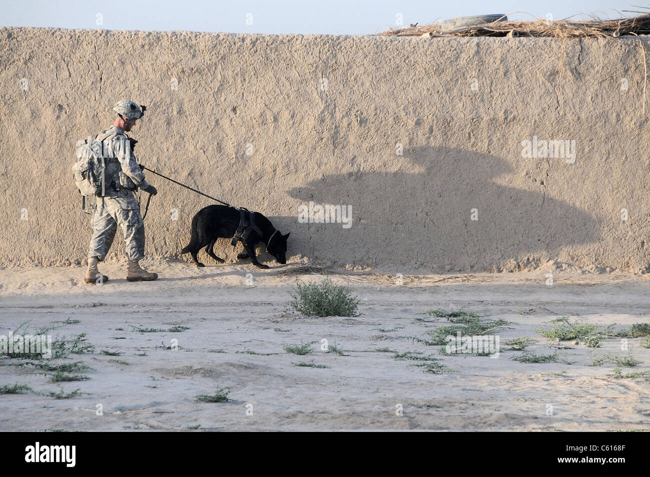 US Army cane da lavoro team conduce una pattuglia nel distretto di Zhari della provincia di Kandahar Afghanistan 21 aprile 2011. Foto Stock