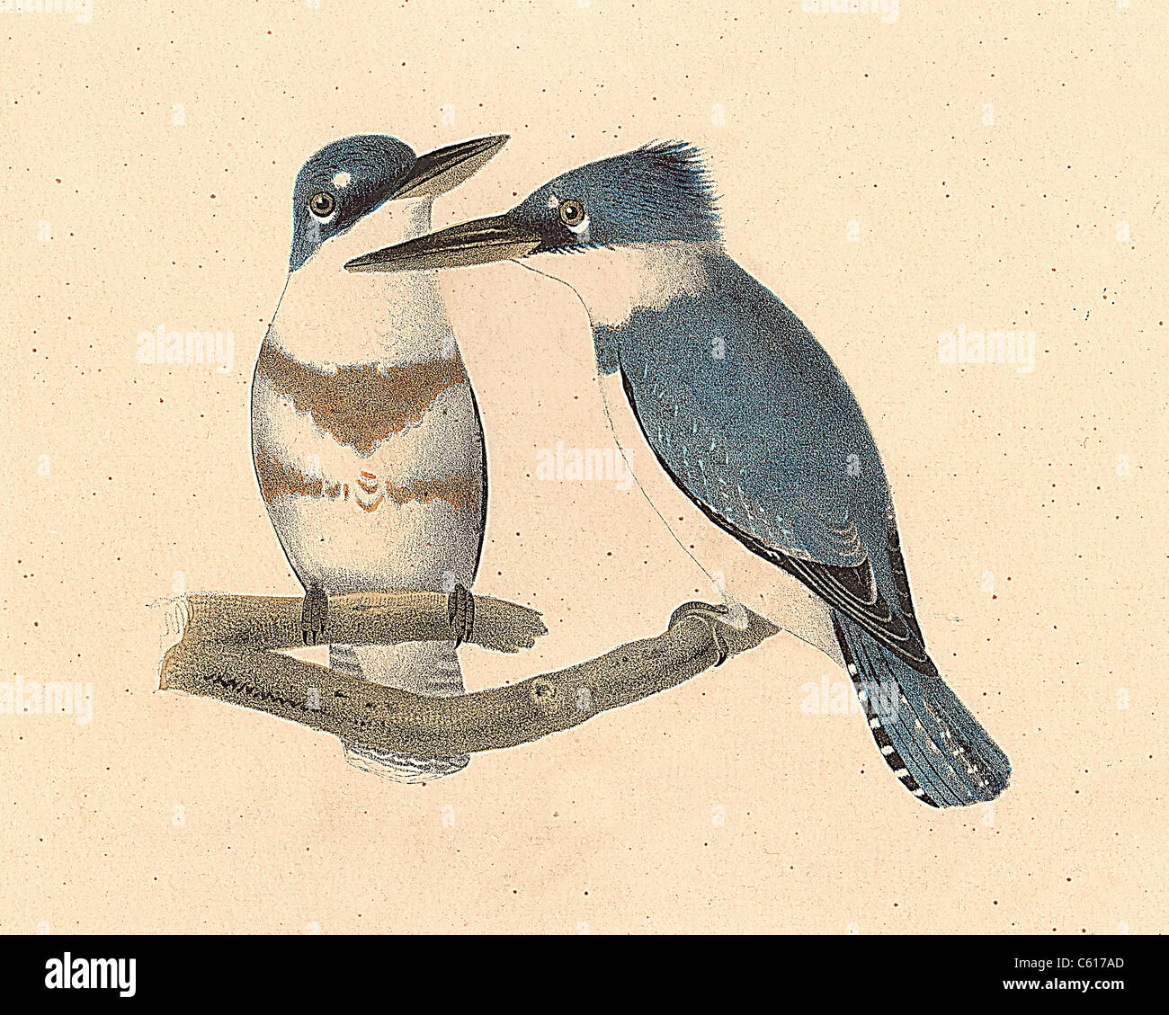 La Belted Kingfisher (Alcedo alcyon, Megaceryle alcyon) vintage litografia bird - James De Kay, Zoologia di New York o la Fauna di NY, parte II, Uccelli Foto Stock