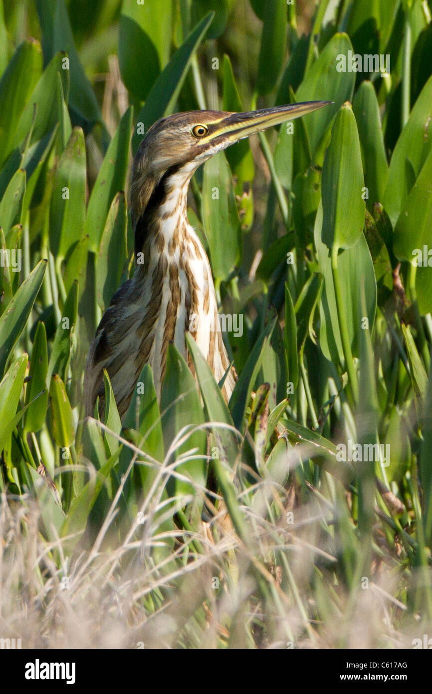 American Tarabuso (Botaurus lentiginosus) Foto Stock