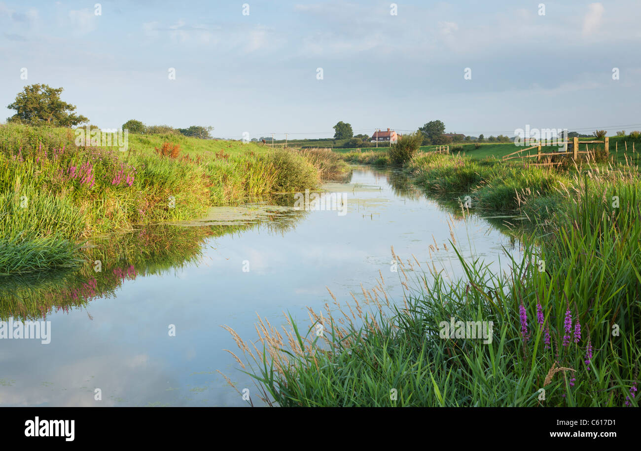 Fiume Adur, pernice verde, West Sussex, in Inghilterra, Regno Unito Foto Stock