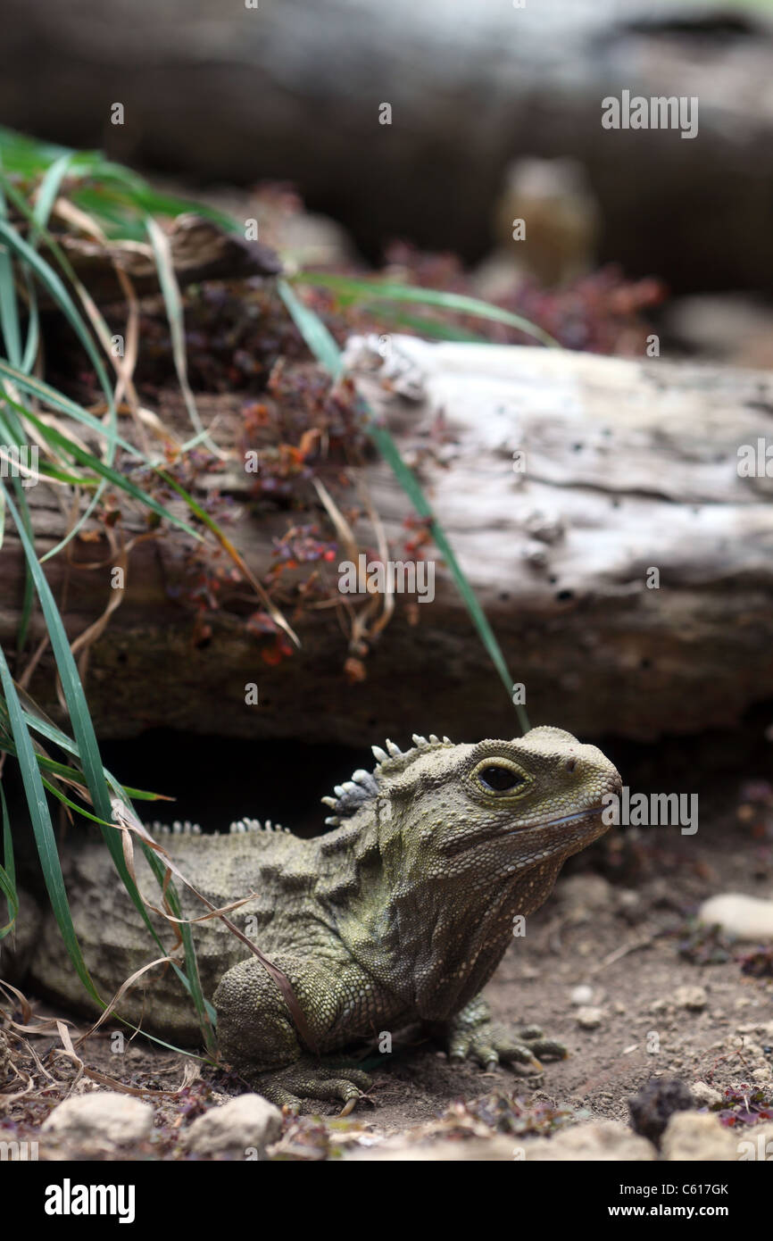 Nuova Zelanda Tuatara Foto Stock